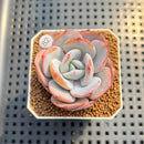 Echeveria 'Cream Tea' 2" Succulent Plant Cutting