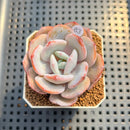 Echeveria 'Cream Tea' 2" Succulent Plant Cutting