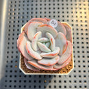 Echeveria 'Cream Tea' 2" Succulent Plant Cutting
