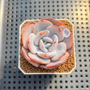Echeveria 'Cream Tea' 2" Succulent Plant Cutting