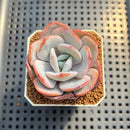 Echeveria 'Cream Tea' 2" Succulent Plant Cutting