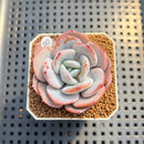 Echeveria 'Cream Tea' 2" Succulent Plant Cutting