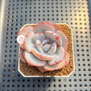 Echeveria 'Cream Tea' 2" Succulent Plant Cutting
