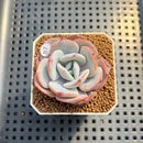 Echeveria 'Cream Tea' 2" Succulent Plant Cutting