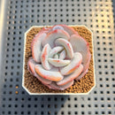 Echeveria 'Cream Tea' 2" Succulent Plant Cutting