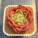 Echeveria 'Diamond Lover' 2"-3" Succulent Plant Cutting