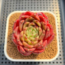 Echeveria 'Diamond Lover' 2"-3" Succulent Plant Cutting