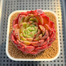 Echeveria 'Diamond Lover' 2"-3" Succulent Plant Cutting