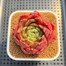 Echeveria 'Diamond Lover' 2"-3" Succulent Plant Cutting