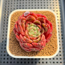 Echeveria 'Diamond Lover' 2"-3" Succulent Plant Cutting