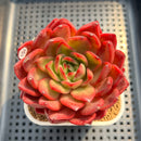 Echeveria 'Lantern' 4" Succulent Plant Cutting