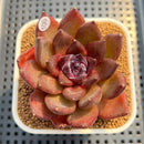 Echeveria 'Black Turtle-Snake' 2" Succulent Plant Cutting