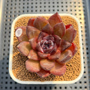 Echeveria 'Black Turtle-Snake' 2" Succulent Plant Cutting