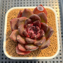 Echeveria 'Black Turtle-Snake' 2" Succulent Plant Cutting