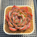 Echeveria 'Starmark' 3" Succulent Plant Cutting