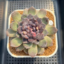 Echeveria 'Sara Black' 3"-4" Changhee Hybrid Succulent Plant Cutting