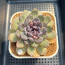 Echeveria 'Sara Black' 3"-4" Changhee Hybrid Succulent Plant Cutting