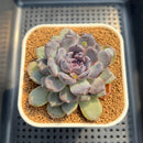 Echeveria 'Sara Black' 3"-4" Changhee Hybrid Succulent Plant Cutting