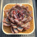Echeveria 'Odette' Selected-Clone 3"-4" Succulent Plant Cutting