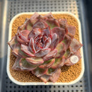 Echeveria 'Odette' Selected-Clone 3"-4" Succulent Plant Cutting