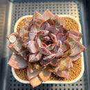 Echeveria 'Odette' Selected-Clone 3"-4" Succulent Plant Cutting