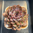 Echeveria 'Odette' Selected-Clone 3"-4" Succulent Plant Cutting