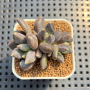 Pachyphytum 'Black Swan' 1"-2" Succulent Plant Cutting