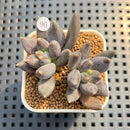 Pachyphytum 'Black Swan' 1"-2" Succulent Plant Cutting