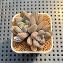 Pachyphytum 'Black Swan' 1"-2" Succulent Plant Cutting