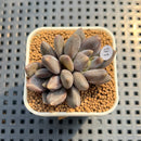 Pachyphytum 'Black Swan' 1"-2" Succulent Plant Cutting