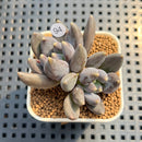 Pachyphytum 'Black Swan' 1"-2" Succulent Plant Cutting