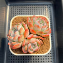 Echeveria 'Starmark' 3"-4" Succulent Plant Cutting