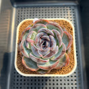 Echeveria 'Dark Opal' 2"-3" Succulent Plant
