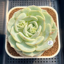 Echeveria 'Snow Garden' 3" Large Succulent Plant Cutting