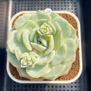 Echeveria 'Snow Garden' 3" Large Succulent Plant Cutting