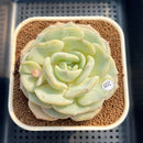 Echeveria 'Snow Garden' 3" Large Succulent Plant Cutting