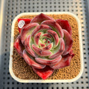Echeveria 'Elly Shabo' 2" Succulent Plant Cutting