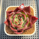 Echeveria 'Elly Shabo' 2" Succulent Plant Cutting