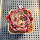 Echeveria 'Elly Shabo' 2" Succulent Plant Cutting