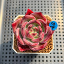 Echeveria 'Elly Shabo' 2" Succulent Plant Cutting