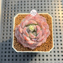 Echeveria 'Pinkish Bear' 2" Succulent Plant Cutting