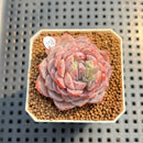 Echeveria 'Pinkish Bear' 2" Succulent Plant Cutting
