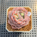 Echeveria 'Pinkish Bear' 2" Succulent Plant Cutting