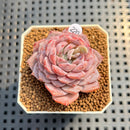 Echeveria 'Pinkish Bear' 2" Succulent Plant Cutting