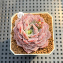 Echeveria 'Pinkish Bear' 2" Succulent Plant Cutting