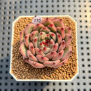 Echeveria 'Ballad' 1"-2" Succulent Plant Cutting
