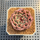 Echeveria 'Ballad' 1"-2" Succulent Plant Cutting