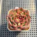 Echeveria 'Charleston' 2"-3" Succulent Plant Cutting