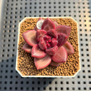 Pachyphytum 'Tivoli' 1" Succulent Plant