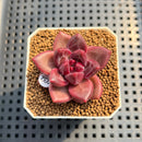 Pachyphytum 'Tivoli' 1" Succulent Plant